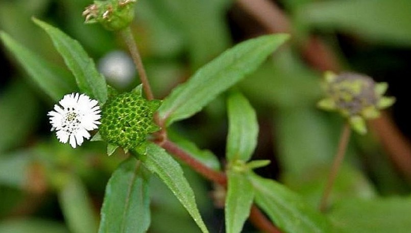 Cây nhọ nồi là thảo dược quý có nhiều công dụng để hỗ trợ điều trị bệnh.