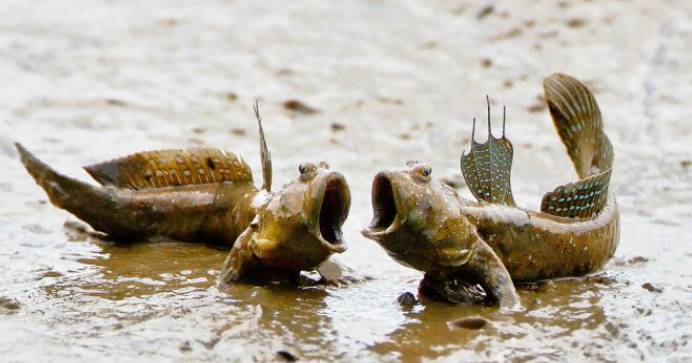 Chế biến cá thòi lòi được mệnh danh là “kỳ lạ nhất hành tinh” theo cách này, đảm bảo ăn ngon quên lối về