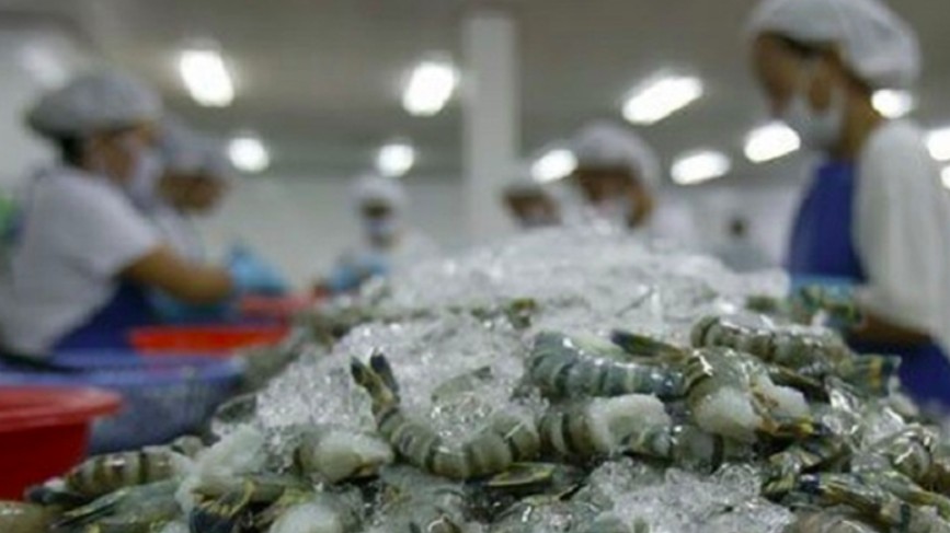 Xuất khẩu tôm Việt “vướng” hạn ngạch sang Hàn Quốc