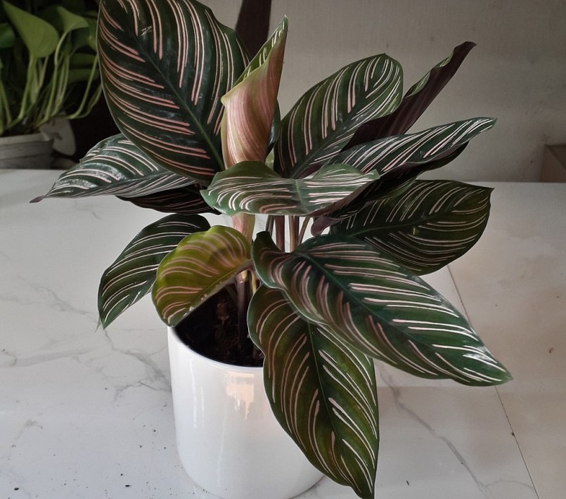 Cây đuôi công có nhiều kích thước khác nhau tùy theo sự chăm sóc.