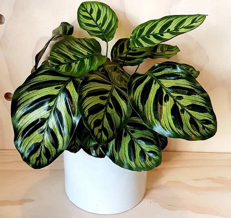 Cây cảnh đuôi công được dùng làm quà tặng vì giàu ý nghĩa.