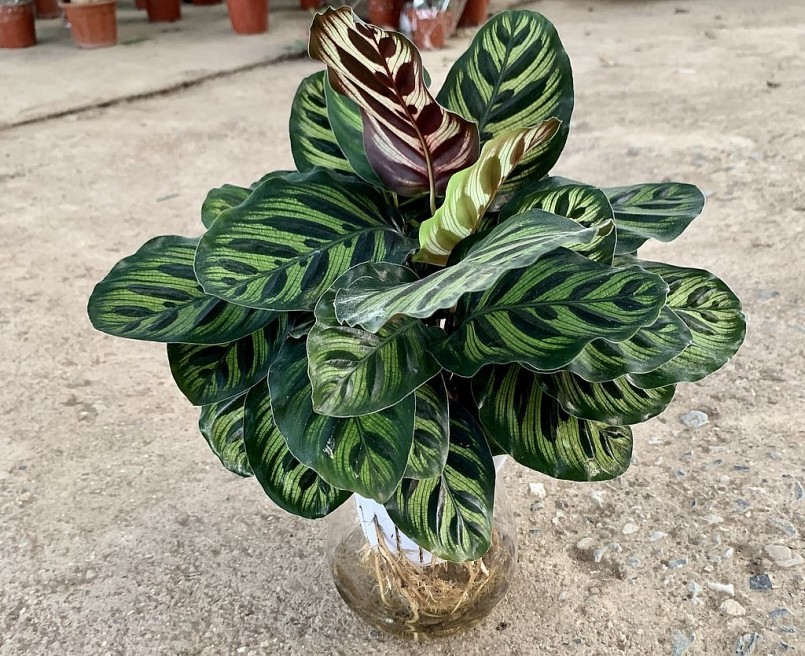 Cây đuôi công có thể trồng thủy sinh.