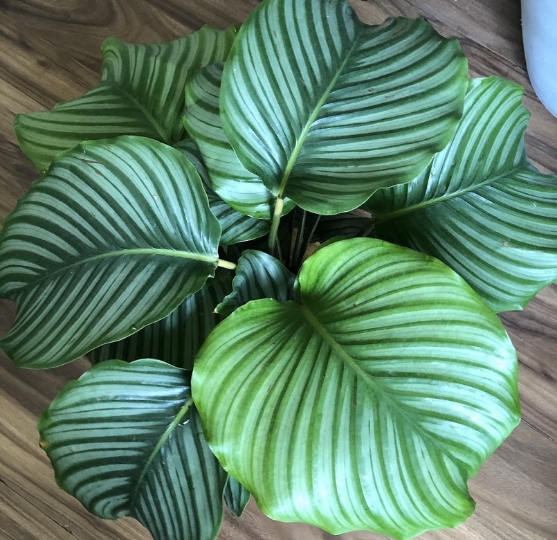 Cây đuôi công đẹp giàu ý nghĩa và dễ trồng, dễ chăm sóc.