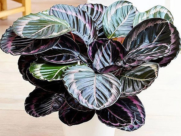 Cây đuôi công đẹp và ý nghĩa được nhiều người trồng làm cảnh.