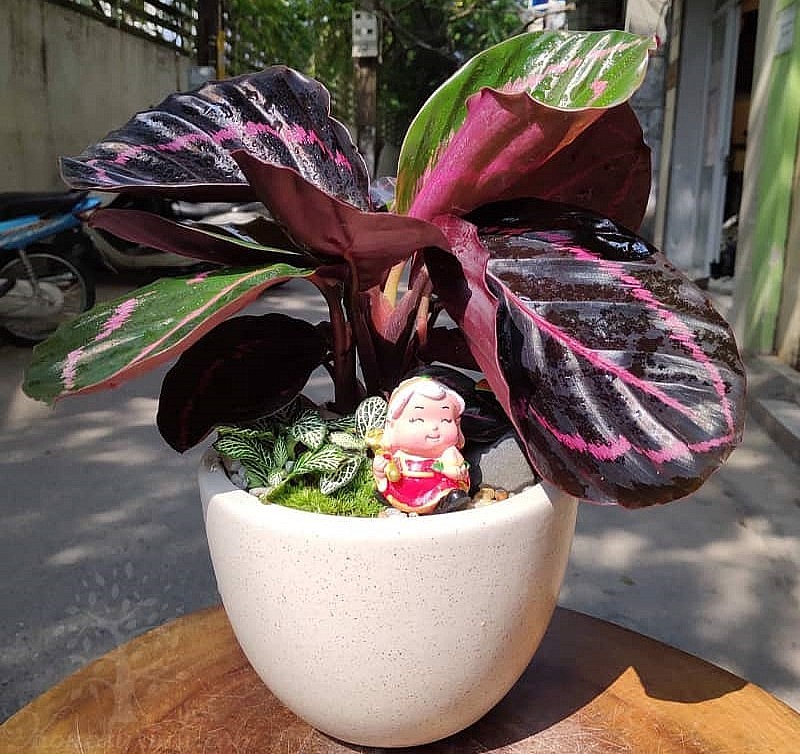 Cây đuôi công tỏa ra năng lượng tích cực.