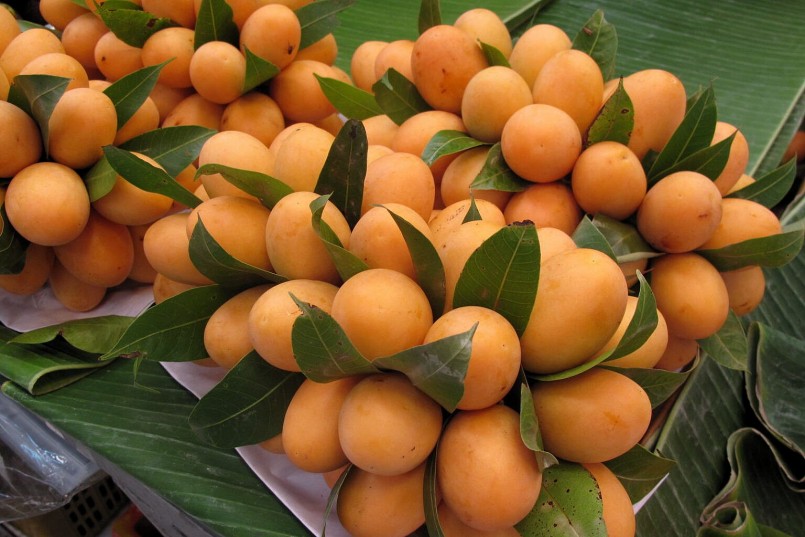 Thanh trà đang vào mùa