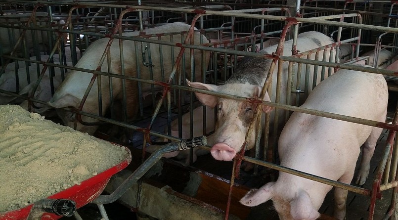 Giá heo hơi hôm nay (31/3) thị trường bất động bám đáy cũ 48.000 đồng/kg. 