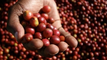 Giá nông sản hôm nay (31/3) cà phê vọt lên mức 49.000 đồng/kg, tiêu lao dốc mất mốc 66.000 đồng/kg