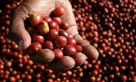 Giá nông sản hôm nay (31/3) cà phê tăng tăng 1.000 đồng so với hôm qua. 