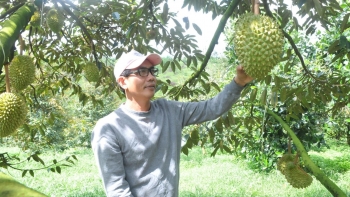 Vì sao biết không an toàn nhà vườn vẫn đổ xô trồng sầu riêng?