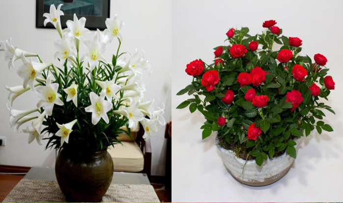 Trong phòng ngủ có 4 loại hoa này, đẹp thì đẹp nhưng giấc ngủ ngày càng kém, sức khỏe xuống dốc