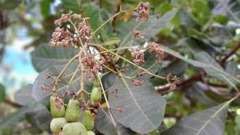 Xác sơ vườn điều đã mất mùa còn rớt giá, nông dân để trái rụng cũng không buồn thu hoạch