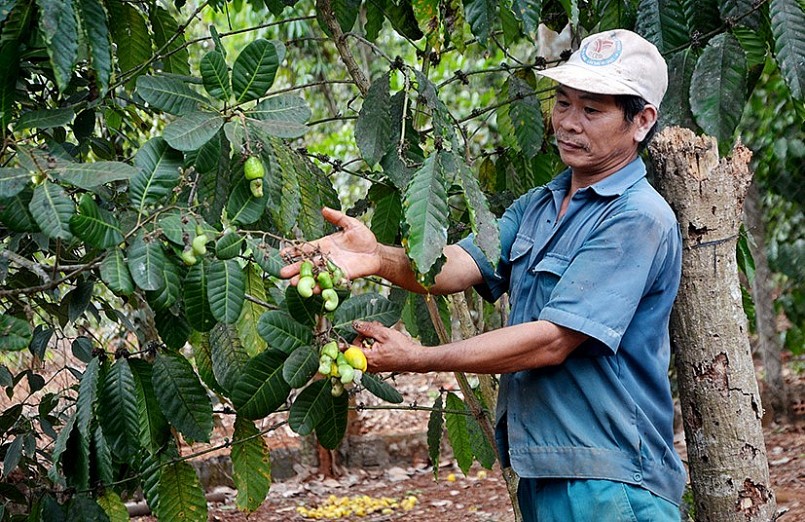 Ông Châu Kim Sương (xã Xà Bang, huyện Châu Đức) thất vọng vì năng suất điều giảm mạnh, trong khi đó giá hạt điều lại thấp.