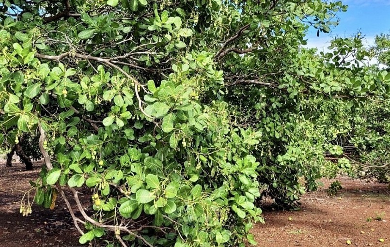 Người trồng điều ở Bà Rịa - Vũng Tàu thường xuyên chịu cảnh mất mùa.