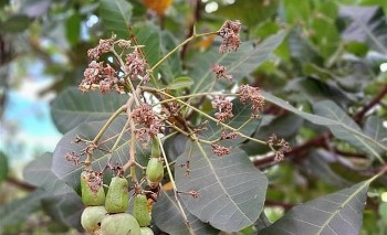 Xác sơ vườn điều đã mất mùa còn rớt giá, nông dân để trái rụng cũng không buồn thu hoạch