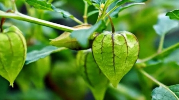 Tác dụng của cây tầm bóp