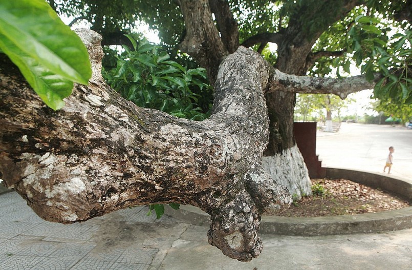 Thân và cành của lộc vừng cổ thụ bạc thếch vì rêu phong.