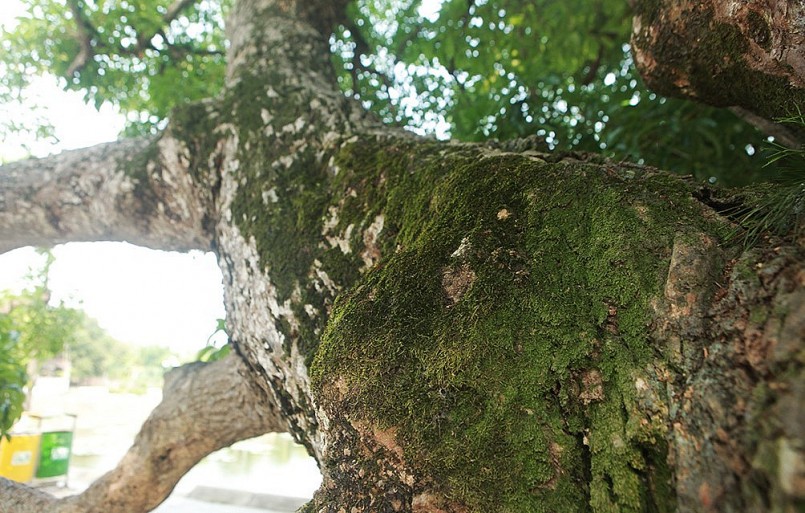 Trải qua gần 600 năm, vỏ cây dày và xù xì. Rêu xanh mọc phủ kín một số cành lớn.