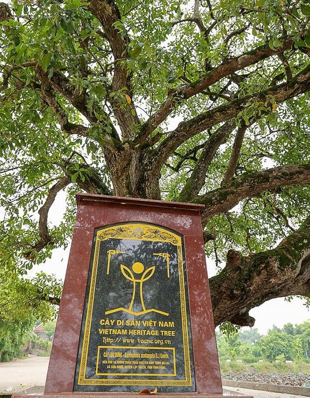 Dù trải qua bao biến thiên của thời gian, các cây di sản vẫn xanh tươi, rợp bóng mát và trở thành điểm sinh hoạt văn hóa, tín ngưỡng của nhân dân địa phương.