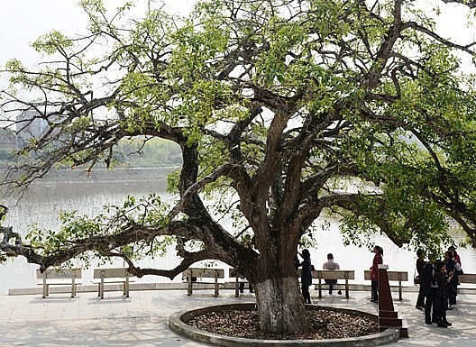 Nhân dân trong xã rất tự hào và có trách nhiệm bảo vệ, không ai dám bẻ một cành hay bứt một cành lá nào của cây lộc vừng.