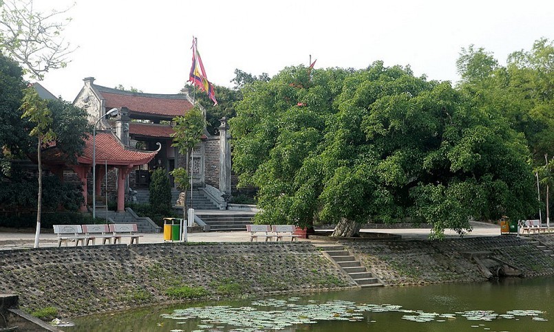 Trước cổng Tam Quan Đền thờ Tả Tướng Quốc Trần Nguyên Hãn (xã Sơn Đông, huyện Lập Thạch, tỉnh Vĩnh Phúc) cây lộc vừng cổ thụ quanh năm soi bóng dưới lòng hồ bán nguyệt. 