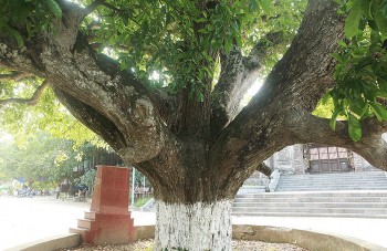 Vì sao đại cổ thụ lộc vừng "cửu long khởi vũ" đứng đầu những cây di sản ở Việt Nam?