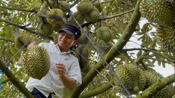 Sầu riêng Việt Nam vẫn giữ thế thượng phong khi cạnh tranh với Trung Quốc và Thái Lan