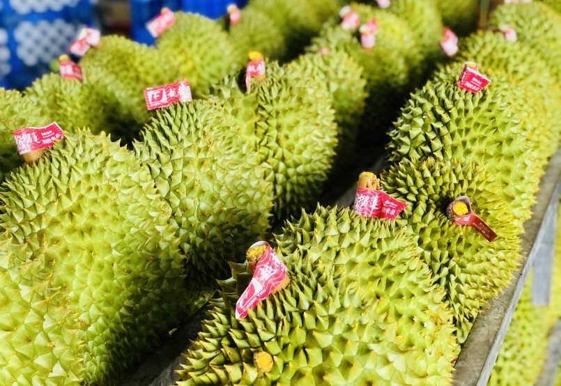 Cuộc cạnh tranh xuất khẩu sầu riêng sang Trung Quốc ngày càng khốc liệt.