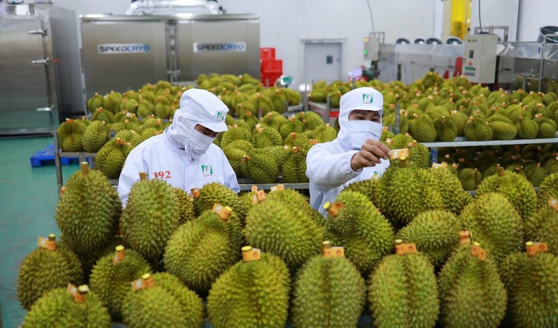 Sầu riêng Việt Nam có lợi thế riêng, không sợ sự cạnh tranh của sầu riêng Trung Quốc.