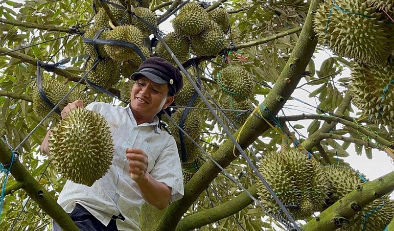 Sầu riêng Việt Nam vẫn hoàn toàn nắm lợi thế cạnh tranh với Trung Quốc và Thái Lan.