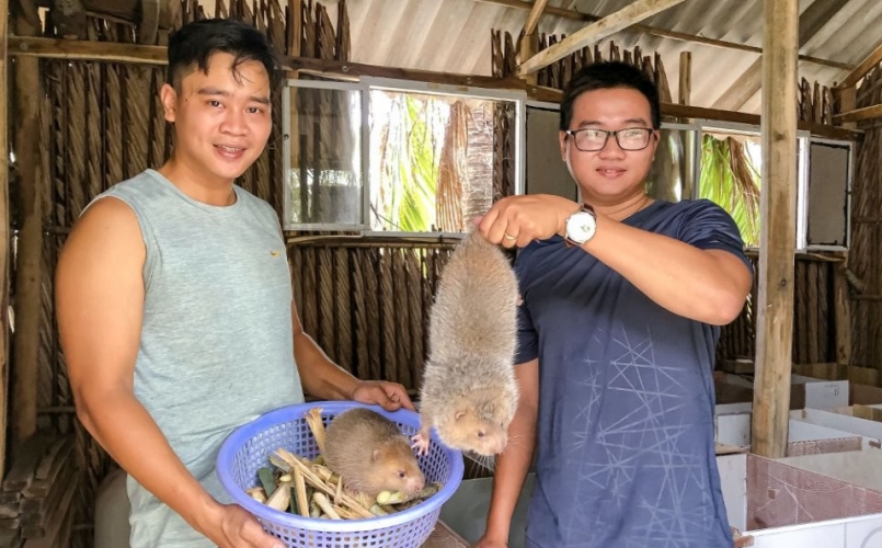 Mô hình nuôi dúi của anh em Hồ Chí Hiếu mang lại hiệu quả kinh tế cao