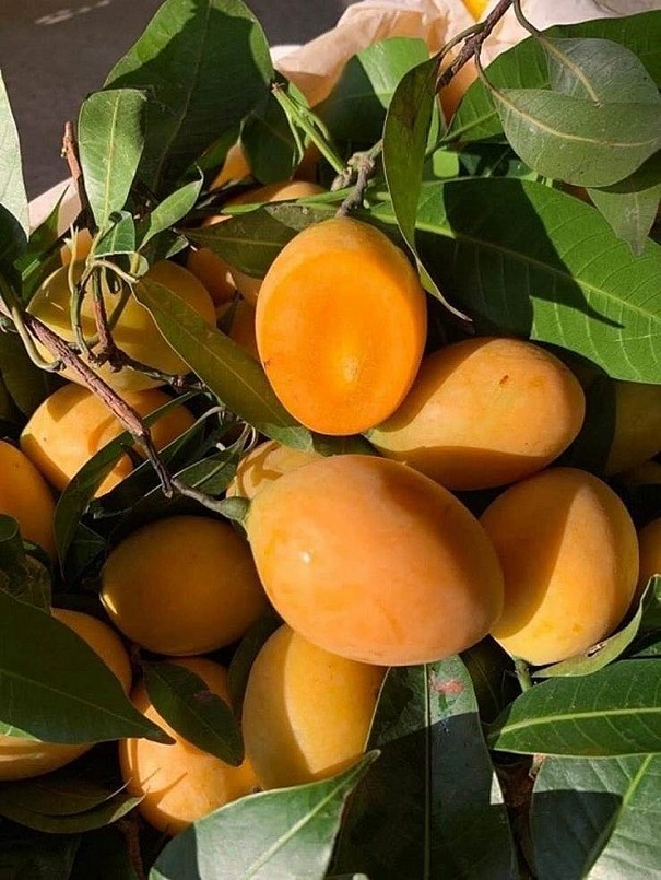 Thanh trà thái bán ngập chợ mạng Thanh trà thái bán ngập chợ mạng