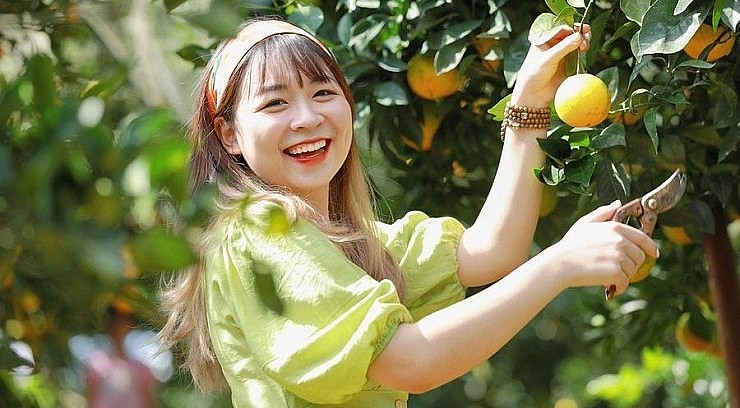 Du khách thích thú khi được tận tay hái cam rốn lồi ngon nhất thế giới.