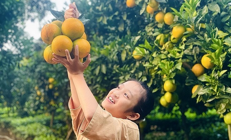 Các bạn nhỏ cũng rất thích thú khi được trải nghiệm tại vườn cam rốn lồi.