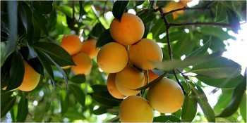 Loại quả “nhà giàu” rẻ đến khó tin, khách thi nhau đặt mua