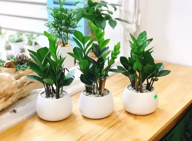 Cây kim tiền để bàn có ý nghĩa gì trong phong thủy?