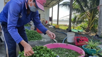 Giàu lên nhờ trồng rau má