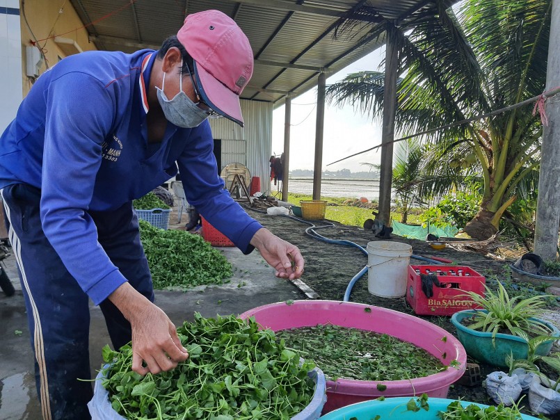 Anh Lê Văn Hoàng hái rau má chờ bán cho thương lái