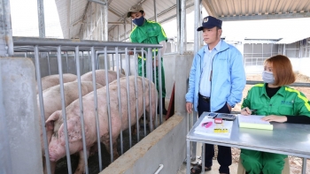 Giá heo hơi hôm nay (01/4) đà giảm xuất hiện, kiến nghị khẩn cấp hỗ trợ vốn ưu đãi cho người chăn nuôi