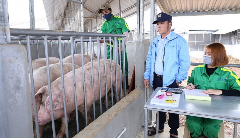 Nhìn chung, giá heo hơi hôm nay (1/4) bất ngờ giảm 1.000 đồng/kg tại các tỉnh miền Trung và miền Nam.