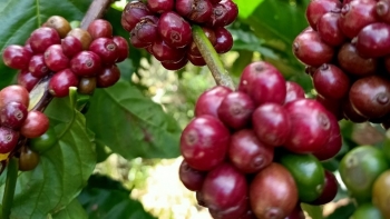 Giá nông sản hôm nay (01/4) cà phê loạn nhịp giảm nhẹ, hồ tiêu hãm phanh kịch trần 65.500 đồng/kg