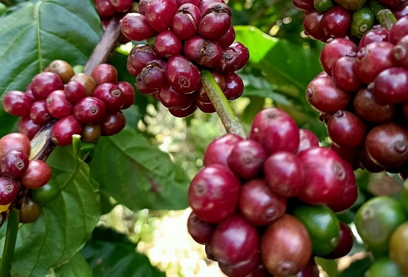 giá nông sản hôm nay (01/4) giá cà phê biến động không đồng nhất trên thị trường thế giới. 