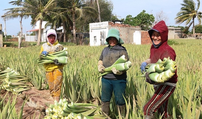 Với giá bán 4.500 đồng - 5.000 đồng/kg, nhiều hộ nông dân có điều kiện chăm lo tốt hơn cho cuộc sống gia đình.