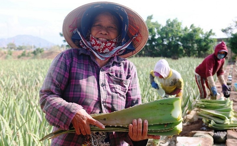 Cây nha đam đem lại hiệu quả kinh tế cao cho nông dân ở Ninh Thuận.