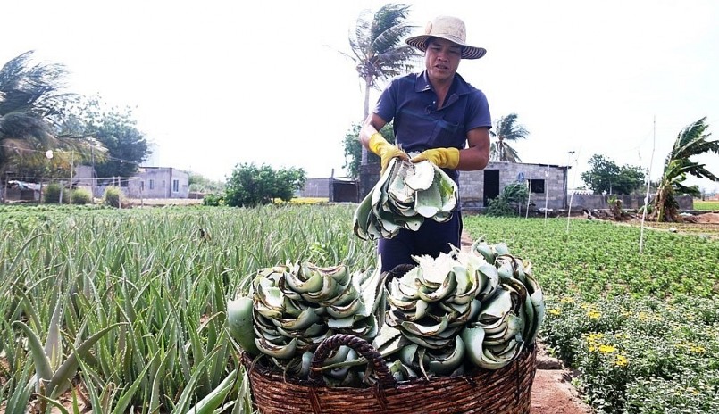 Bình quân 1.000 mét vuông nha đam thu hoạch được 4-5 tấn. Và cứ sau 25 đến 30 ngày nông dân lại có thể cắt lứa tiếp theo.