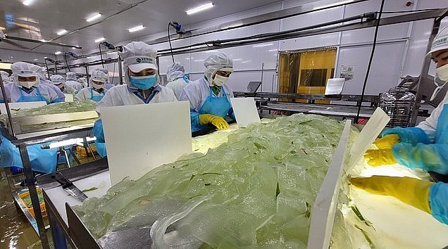 Doanh nghiệp Việt đang đầu tư vào lĩnh vực chế biến thực phẩm nha đam.