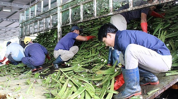 Doanh nghiệp thu mua nha đam cho người dân với giá ổn định.