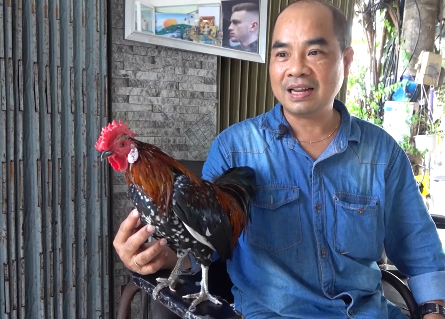 Chú gà thuộc giống gà tre Tân Châu lai với gà rừng, cân nặng khoảng 900g.