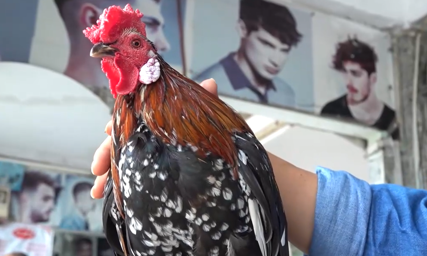 Chú gà tre thông minh trong tiệm cắt tóc khách vào là cất tiếng hót.