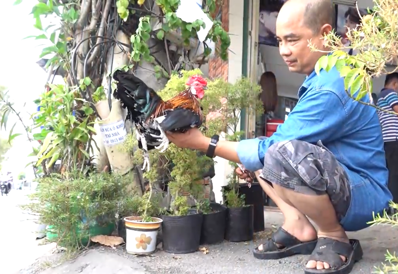 Mỗi tuần, khi lông gà ra dài anh đều cắt tỉa đuôi, cánh cho chú gà cưng.